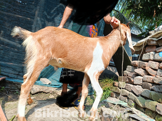 ১ টি কুরবানি উপোযগি খাসি।